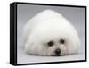 Bichon Frise Lying Down, Chin on Floor-Jane Burton-Framed Stretched Canvas