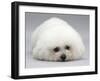 Bichon Frise Lying Down, Chin on Floor-Jane Burton-Framed Photographic Print