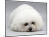 Bichon Frise Lying Down, Chin on Floor-Jane Burton-Mounted Photographic Print