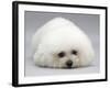 Bichon Frise Lying Down, Chin on Floor-Jane Burton-Framed Photographic Print