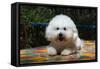 Bichon Frise on Colorful Tile Table Top-Zandria Muench Beraldo-Framed Stretched Canvas