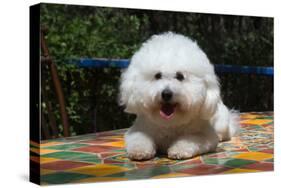 Bichon Frise on Colorful Tile Table Top-Zandria Muench Beraldo-Stretched Canvas