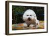 Bichon Frise on Colorful Tile Table Top-Zandria Muench Beraldo-Framed Photographic Print