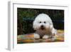 Bichon Frise on Colorful Tile Table Top-Zandria Muench Beraldo-Framed Photographic Print