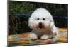 Bichon Frise on Colorful Tile Table Top-Zandria Muench Beraldo-Mounted Photographic Print