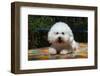 Bichon Frise on Colorful Tile Table Top-Zandria Muench Beraldo-Framed Photographic Print