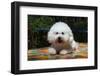 Bichon Frise on Colorful Tile Table Top-Zandria Muench Beraldo-Framed Photographic Print