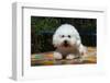 Bichon Frise on Colorful Tile Table Top-Zandria Muench Beraldo-Framed Photographic Print