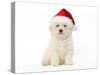 Bichon Frise Puppy Sitting in Studio-null-Stretched Canvas