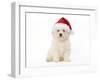 Bichon Frise Puppy Sitting in Studio-null-Framed Photographic Print