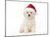 Bichon Frise Puppy Sitting in Studio-null-Mounted Photographic Print