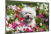 Bichon Frise Sitting in Flowers-Zandria Muench Beraldo-Mounted Photographic Print