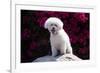 Bichon Frise Sitting on a Rock in Front of Flowers-Zandria Muench Beraldo-Framed Photographic Print