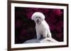 Bichon Frise Sitting on a Rock in Front of Flowers-Zandria Muench Beraldo-Framed Photographic Print