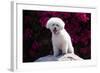 Bichon Frise Sitting on a Rock in Front of Flowers-Zandria Muench Beraldo-Framed Photographic Print