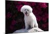 Bichon Frise Sitting on a Rock in Front of Flowers-Zandria Muench Beraldo-Mounted Photographic Print