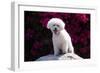 Bichon Frise Sitting on a Rock in Front of Flowers-Zandria Muench Beraldo-Framed Photographic Print