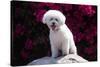 Bichon Frise Sitting on a Rock in Front of Flowers-Zandria Muench Beraldo-Stretched Canvas