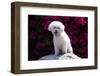 Bichon Frise Sitting on a Rock in Front of Flowers-Zandria Muench Beraldo-Framed Photographic Print