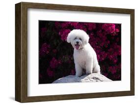 Bichon Frise Sitting on a Rock in Front of Flowers-Zandria Muench Beraldo-Framed Photographic Print