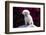 Bichon Frise Sitting on a Rock in Front of Flowers-Zandria Muench Beraldo-Framed Photographic Print