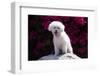 Bichon Frise Sitting on a Rock in Front of Flowers-Zandria Muench Beraldo-Framed Photographic Print