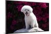 Bichon Frise Sitting on a Rock in Front of Flowers-Zandria Muench Beraldo-Mounted Photographic Print