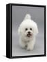 Bichon Frise Walking Forward-Jane Burton-Framed Stretched Canvas