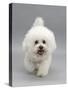 Bichon Frise Walking Forward-Jane Burton-Stretched Canvas