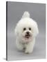 Bichon Frise Walking Forward-Jane Burton-Stretched Canvas