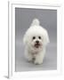 Bichon Frise Walking Forward-Jane Burton-Framed Premium Photographic Print