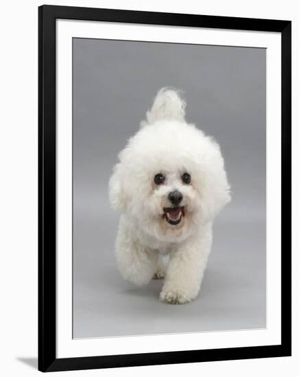 Bichon Frise Walking Forward-Jane Burton-Framed Premium Photographic Print