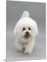 Bichon Frise Walking Forward-Jane Burton-Mounted Premium Photographic Print