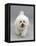 Bichon Frise Walking Forward-Jane Burton-Framed Stretched Canvas