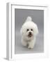 Bichon Frise Walking Forward-Jane Burton-Framed Photographic Print