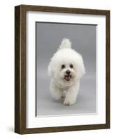 Bichon Frise Walking Forward-Jane Burton-Framed Photographic Print