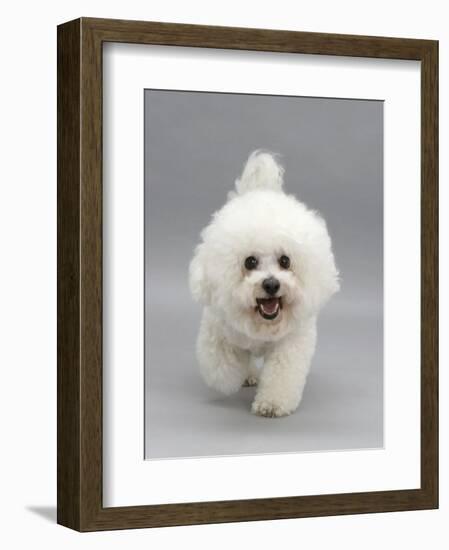 Bichon Frise Walking Forward-Jane Burton-Framed Photographic Print