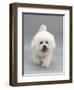 Bichon Frise Walking Forward-Jane Burton-Framed Photographic Print