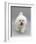 Bichon Frise Walking Forward-Jane Burton-Framed Photographic Print