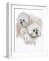 Bichon Frise-Barbara Keith-Framed Giclee Print