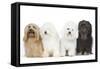 Bichon Havanais, Bichon Frise-null-Framed Stretched Canvas