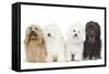 Bichon Havanais, Bichon Frise-null-Framed Stretched Canvas