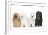 Bichon Havanais, Bichon Frise-null-Framed Photographic Print