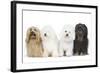 Bichon Havanais, Bichon Frise-null-Framed Photographic Print