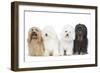 Bichon Havanais, Bichon Frise-null-Framed Photographic Print