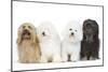 Bichon Havanais, Bichon Frise-null-Mounted Photographic Print