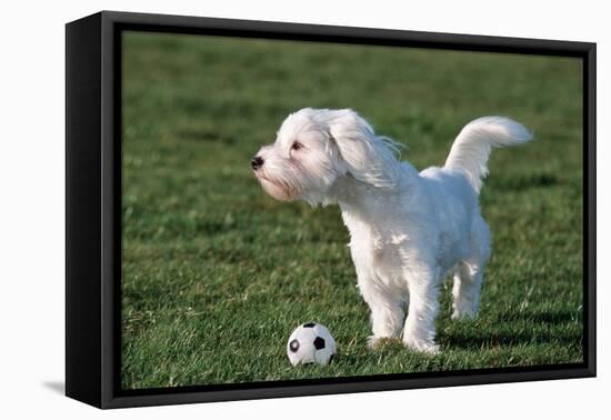 Bichon Maltaise- Playing with Football-null-Framed Stretched Canvas