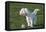 Bichon Maltaise- Playing with Football-null-Framed Stretched Canvas