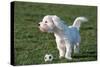 Bichon Maltaise- Playing with Football-null-Stretched Canvas