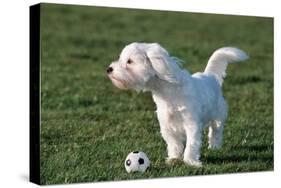 Bichon Maltaise- Playing with Football-null-Stretched Canvas